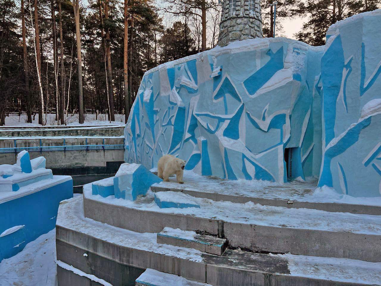 Новосибирский зоопарк обяжут подогревать воду для белых медведей  Прокуратура Новосибирской области потребовала от зоопарка обеспечить подогрев воды в бассейнах белых медведей. Причиной послужили жалобы посетителей, которые посчитали, что животным холодно.  Проверка прокуратуры и Россельхознадзора выявила, что купальни действительно не оборудованы системой подогрева, что нарушает требования к содержанию животных. Зоопарк обязали устранить недостатки, а ответственного привлекли к ответственности по ст. 8.53 КоАП.  Комментарий зоопарка Директор зоопарка Андрей Шило пояснил, что тёплый бассейн нужен не для комфорта медведей, а чтобы вода не замерзала, позволяя им купаться. Сейчас сотрудники поддерживают состояние воды вручную, но планируют установить подогрев в рамках нового комплекса, строительство которого начнется в 2025 году.  «Зимой из наших медведей купается только Кай, и то в теплую погоду. Герда и малыши предпочитают сухопутный отдых», — добавил Шило.  Ареал обитания белых медведей Эти хищники живут в Арктике, Гренландии и северных районах Северной Америки, приспособлены к жизни в суровых ледяных условиях и предпочитают районы льдов с доступом к открытой воде.