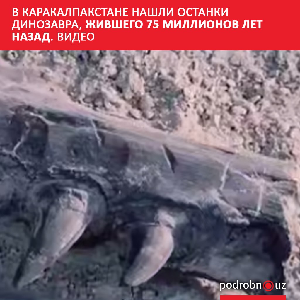 В Каракалпакстане обнаружены окаменелые останки динозавра обитавшего примерно 75 миллионов лет назад Палеонтологическая находка была сделана в горах Султан Увайс в ходе совместной экспедиции ученых Каракалпакского государственного университета и Государственного геологического музея Узбекистана   podrobno uz cat obchestvo v karakalpakstane nashli ostanki dinozavra zhivshego 75 millionov let nazad video Telegram Instagram Facebook Читать на узбекском