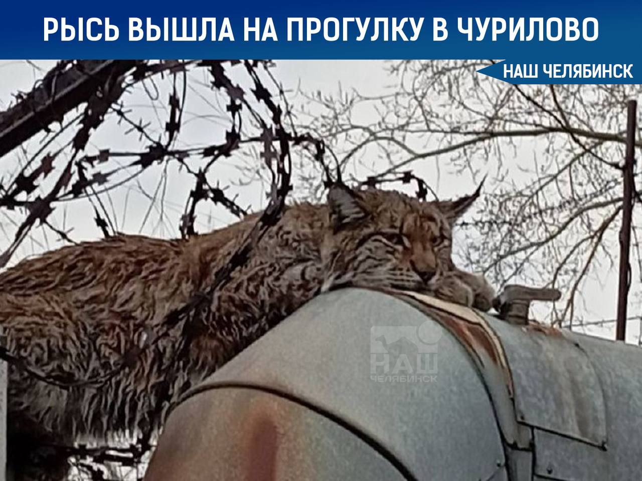 На прогулку в Чурилово вышла рысь По словам начальника охотуправления Минэкологии Андрея Питовина рысь отдыхала на трубах и не реагировала на людей Прибывшие сотрудники Минэкологии не успели ее поймать зверь спрыгнул с труб и убежал Наш Челябинск новости без лапши Подпишись