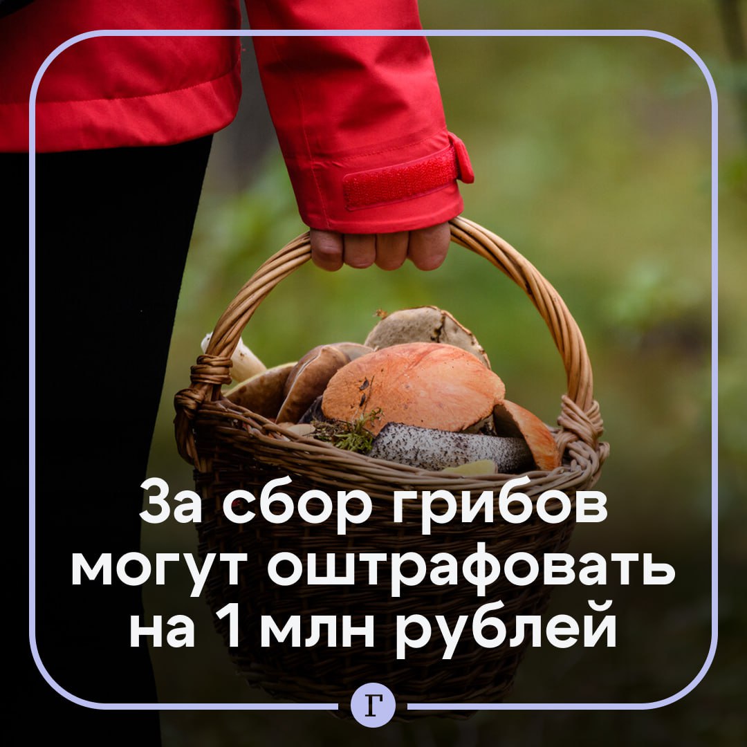 За сбор некоторых грибов могут оштрафовать на миллион рублей. Речь о списке краснокнижных экземпляров, в него входят около 41 вида грибов, включая мухомор крошащийся, паутинник душистый, вешенку небродийскую, трюфель летний, шишкогриб хлопьеножковый, опенок чеканный, трутовик корнелюбивый. Если грибник случайно срезал гриб из этого списка, то штраф составит от 2,5 тыс. до 5 тыс. руб. При умышленном сборе — до четырех лет принудительных работ и штраф до миллиона рублей. За продажу группой лиц грозит до девяти лет тюрьмы и штраф до 3 млн рублей. Если гражданин с умыслом собрал краснокнижные грибы и разместил фото или видео в соцсетях, то наказание составит до шести лет лишения свободы и штраф до 2 млн рублей. Подписывайтесь на «Газету.Ru» Участвуйте в розыгрыше!