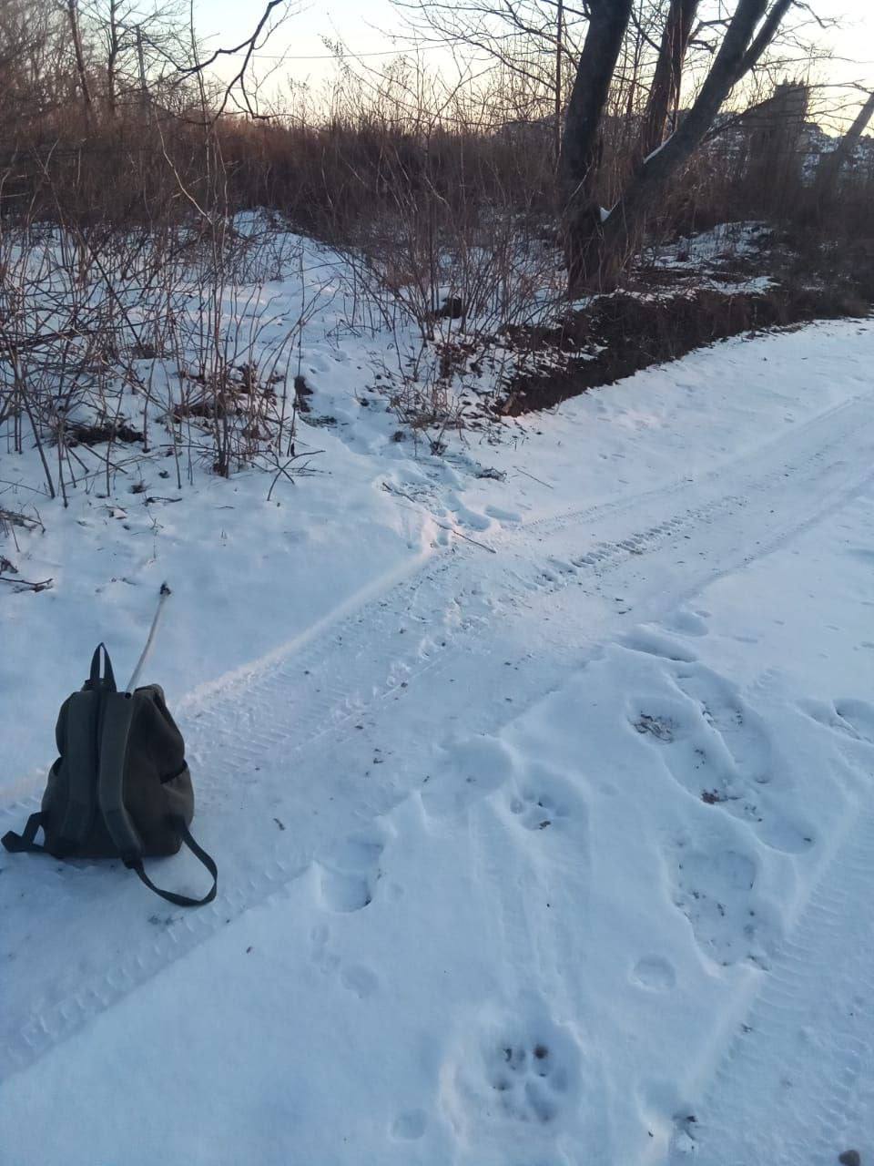 Тигрные следы находят жители в окрестностях поселка Приморский уже на пряжении трех дней.   Зверь бродит возле речки, а сегодня ночью оставил свои отпечатки на снегу на улице Пушкинской.    Бдительный народ запирается свою живность, поэтому сообщений о нападении на собак нет.   Между тем, как сообщает "Земля леопарда" специалисты ведут отлов трех особей - в районах Безверхово, Андреевка и Приморского.