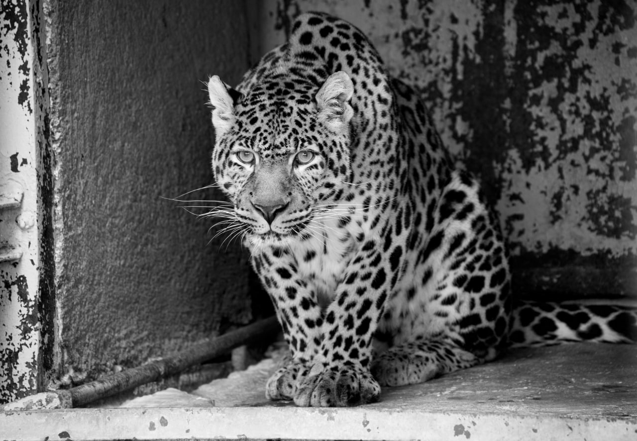 Умер леопард Амир из зоопарка Челябинска В зоопарке Челябинска скончался всеобщий любимец леопард Амир Его жизнь прервала стремительно развившаяся мочекаменная болезнь Амир должен был отметить 16 лет солидный для леопарда возраст 4 февраля Выявленные в январе проблемы с поджелудочной желчным пузырем и почками старались вылечить но терапия не помогла Это тяжелая потеря не только для посетителей любивших красивого зверя но прежде всего для сотрудников зоопарка они сами выкормили Амира от которого отказалась мама Выросший на руках у людей леопард был человекоориентированным и добрым так что ему прочили цирковую карьеру Но Амирчик устроил в цирке бунт подбил других хищных артистов на революцию и его с почестями вернули обратно лежать на родное зоопарковское бревно Таким вот он был непредсказуемым и забавным И теперь не совсем понятно как надо быть без него признались сотрудники зоопарка Подписаться на vecherchel Поддержать Читать в Мах