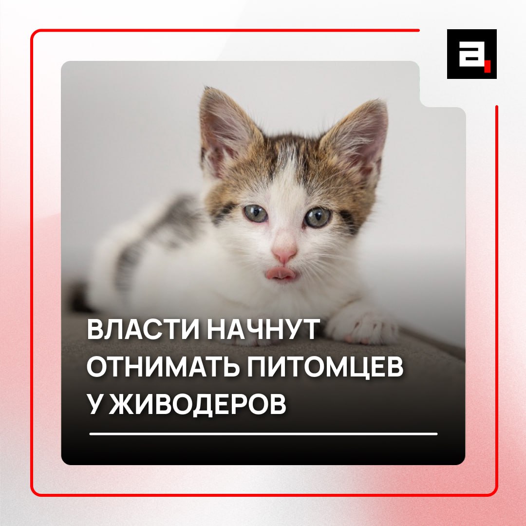 У жестоких хозяев начнут забирать животных На защиту зверушек встало российское правительство Кабмин одобрил законопроект который легализует конфискацию питомцев у владельцев садистов пишет Ъ Бедолаг будут отправлять в приюты Сейчас у россиян могут изъять только диких животных которых держат в неволе Чтобы нововведение заработало придется скорректировать уголовный и административный кодексы Согласны с инициативой Заходите в наш чат обсудим   Подпишитесь на Абзац TG VK Дзен MAX Rutube