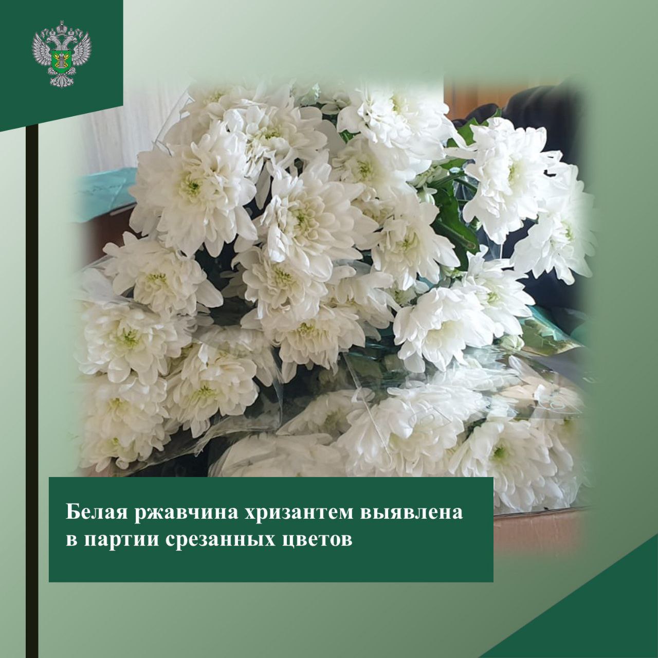 В партии импортных цветов выявлена белая ржавчина хризантем 16 октября Сотрудниками Управления Россельхознадзора проведен контроль за соблюдением фитосанитарных мер при импорте партии цветочной продукции около 23 тыс шт При проведении контроля в партии хризантем срезанных происхождения Нидерланды выявлено наличие карантинного заболевания белой ржавчины хризантем Выпуск зараженной цветочной продукции 80 шт запрещён и подлежит уничтожению Источник Управление Россельхознадзора по Калининградской области