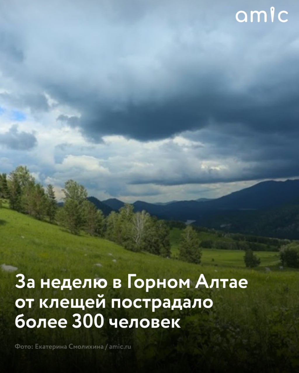 За минувшую неделю в Республике Алтай от присасывания клещей пострадало 328 человек, в том числе 87 детей Всего с начала эпидсезона в Горном Алтае клещи "напали" на 2960 человек, среди которых 971 ребенок, сообщили в региональном Роспотребнадзоре. "Всего в сезоне зарегистрировано семь случаев клещевого энцефалита, 20 – клещевого сыпного тифа, шесть – боррелиоза", – отметили в ведомстве.