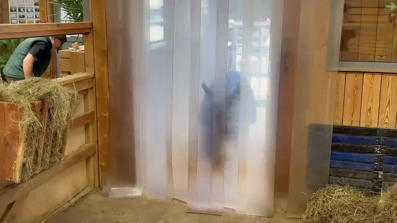 Ослик Жорик успешно адаптировался в Московском зоопарке после службы в зоне СВО