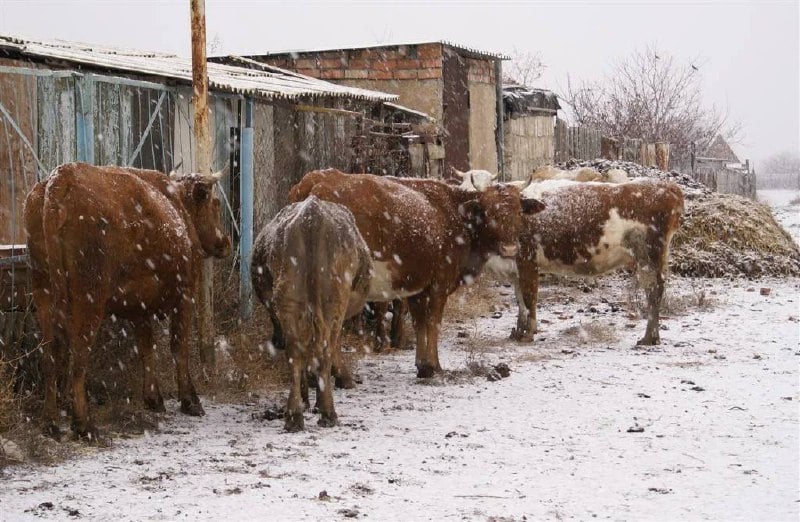 В Ростовской области сокращается поголовье коров, что приводит к росту цен на говядину, молоко и масло.  По данным Ростовстата, в декабре в регионе насчитывалось 294 тысячи коров — на 2,2% меньше, чем годом ранее.   Александр Родин, президент Ассоциации крестьянско-фермерских хозяйств, объясняет это неурожаем: весенние заморозки и засуха привели к росту цен на корма, что делает содержание скота слишком дорогим.  Эту проблему подтверждает фермер из Кашарского района Ибрагим Абдулмуслимов. По его словам, из-за заморозков и подорожания зерновых животноводы массово отказываются от скота.  Директор «Сальского молока» Сергей Панченко также отметил сокращение поставок сырья из-за уменьшения числа животноводов и поголовья коров.    Это Ростов, подпишись