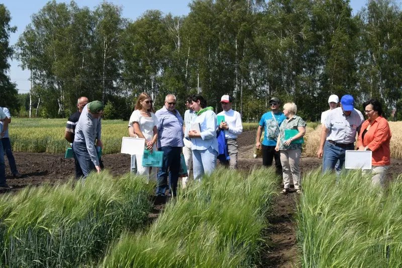 Рязанские ученые селекционеры вывели новый зимостойкий сорт озимой пшеницы Российская селекция сельскохозяйственных культур активно развивается и в числе успешных результатов новый сорт пшеницы от рязанских учёных который в 2025 году был включен в Государственный реестр селекционных достижений РФ и допущен к использованию Новый сорт озимой пшеницы называется Адарка его создали сотрудники Института семеноводства и агротехнологий филиала ФГБНУ ФНАЦ ВИМ расположенного в с Подвязье Рязанского района Сорт предназначен для Центрального региона России это зимостойкий сорт пшеницы мягкой озимой Директор института семеноводства и агротехнологий кандидат с х наук Ольга Викторовна Гладышева рассказывает Сорт сре sdelanounas ru blogs 171976 utm source tg Сделано у нас в MAX max ru sdelanounas ru подпишись Кстати а вы хотите чтобы на этом канале появились новости о вашей компании Это бесплатно Подробнее здесь sdelanounas ru staticpages id 126