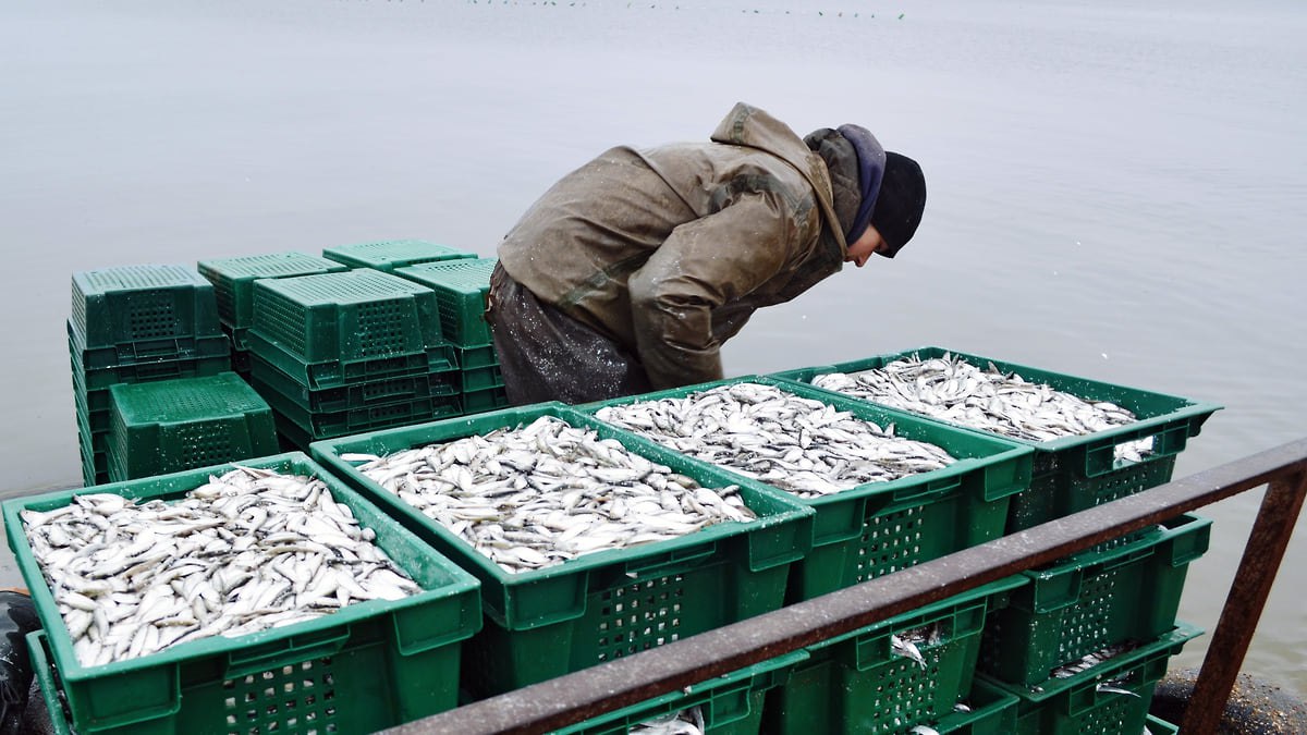 Генпрокуратура подала иск к группе мурманских рыбодобывающих компаний Генеральная прокуратура России подала в Арбитражный суд Москвы иск к группе мурманских рыбодобывающих компаний и ряду физических лиц Среди ответчиков значатся АО Мурмансельдь 2 ООО Рыболовецкий колхоз Заря ООО Компания Андромеда а также их бывшие и нынешние руководители и собственники включая Юрия Задворного Третьими лицами в деле выступают Росрыболовство ФАС и Минсельхоз Точные требования надзорного ведомства не раскрыты Компании связаны между собой Мурмансельдь 2 является учредителем колхоза Заря Фото Павел Семчук Коммерсантъ kommersant sz