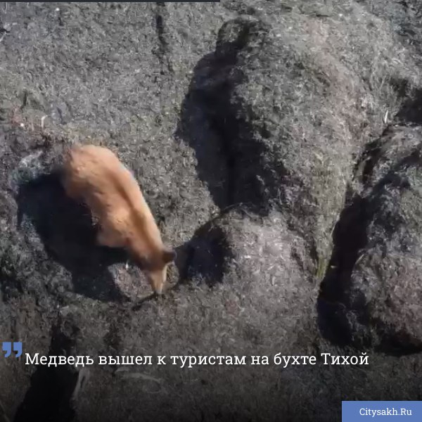В редакцию Citysakh.ru было прислано несколько видеофрагментов, запечатлевших медведя, бесцеремонно нарушившего покой сахалинских туристов на реке Тихой вблизи пика Смелый.  ВИДЕО