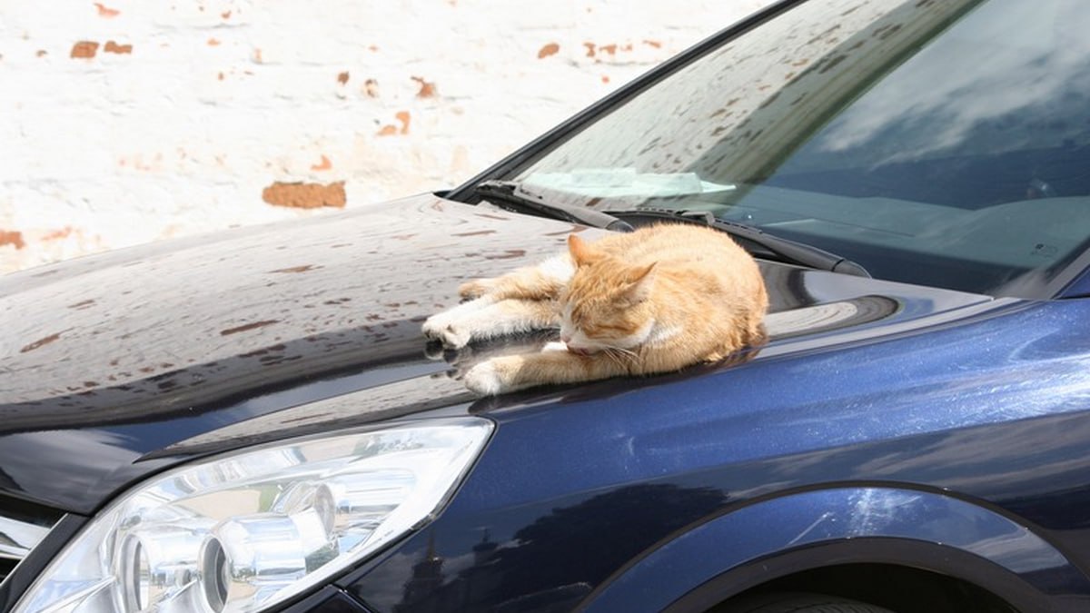 В Рязани с понедельника приостановят работу платных парковок не некоторых улицах на время проведения праздничных мероприятий Рязань Новогодняя столица России 2026 об этом сообщил сайт горадминистрации С 15 декабря плату за парковку не будут взимать на улицах Радищева до ул Свободы Горького до ул Свободы Свободы Право Лыбедской Полонского Николодворянской Некрасова и площади Ленина ryazpressa