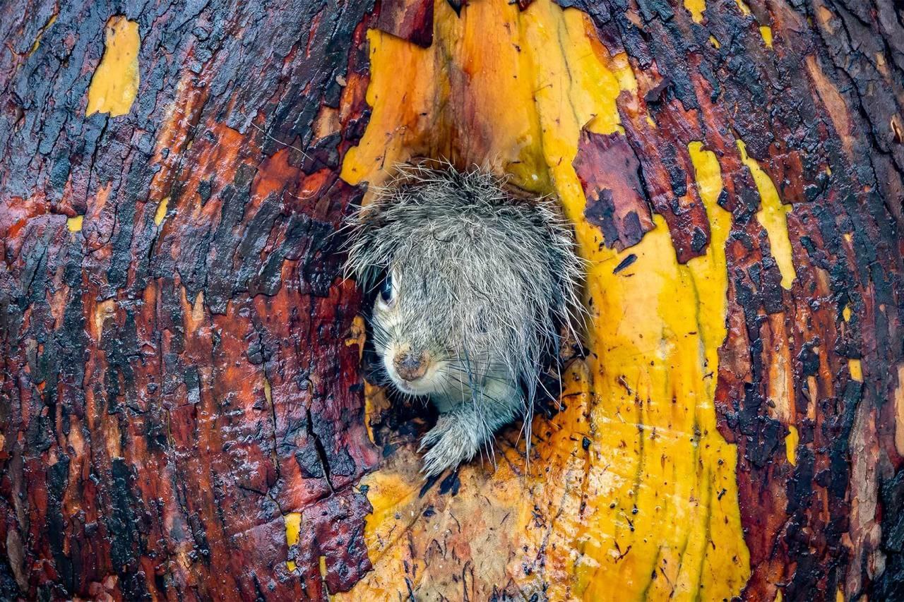 Дико смешные лауреаты юмористической фотопремии Comedy Wildlife Awards 2025 Имена победителей объявили 9 декабря на торжественной церемонии в лондонской галерее OXO В 2025 году на конкурс поступило около 10 000 заявок из 108 стран Жюри отобрало 45 финалистов Главный приз а также первое место в категории Млекопитающие получила работа под названием Дай пять запечатлевшая бодро шагающего молодого гориллу из Руанды Фотографии за которые присудили премию Comedy Wildlife Awards в галерее на нашем сайте Mark Meth Cohn Christy Grinton Liliana Luca The Comedy Wildlife Photography Awards Telegram Max