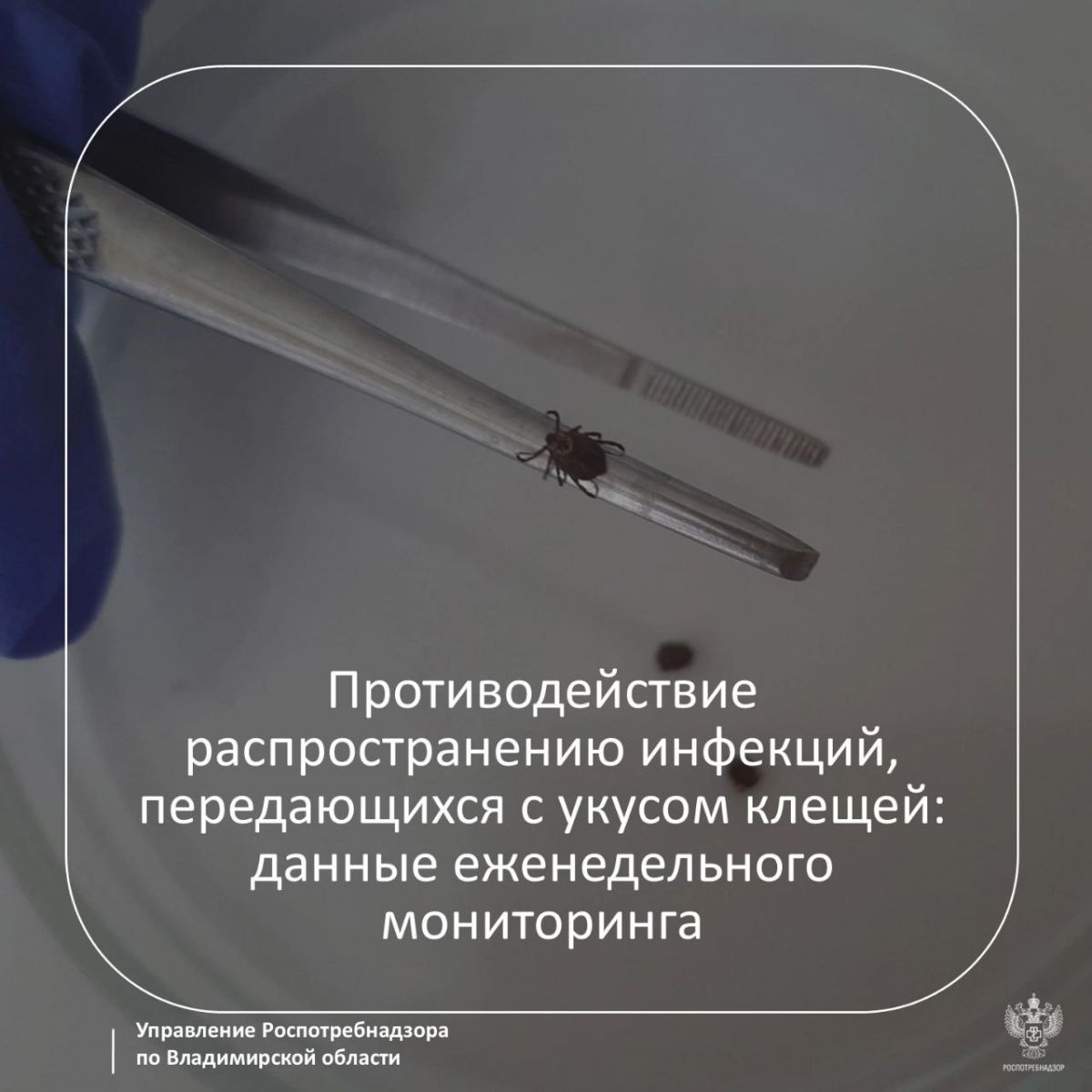Во Владимирской области человек заразился болезнью Лайма По оперативным данным на 12 мая 2025 года на территории области за прошедшую неделю в лечебные учреждения обратились 91 человек, их них 17 детей. Всего в этом сезоне в больницы обратились 290 человек, к которым присосались клещи, из них 70 детей. Заболеваний клещевым вирусным энцефалитом во Владимирской области зарегистрировано не было. ↗ Прислать новость Подписаться