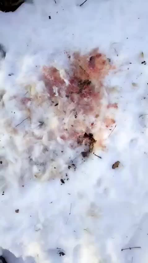 Леопард напал на домашних животных в Приморье