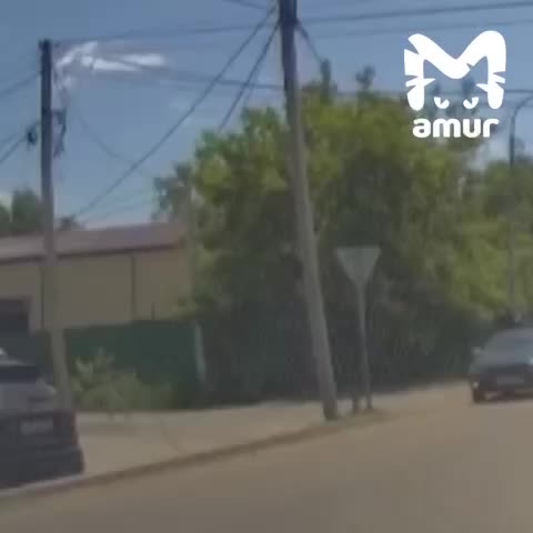 Два случая наезда на детей в Курганинске и Калининграде