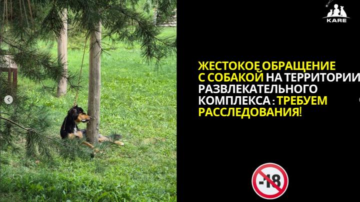 Базу отдыха в Алматы обвинили в гибели собаки Скандал набирает обороты в соцсетях вокруг развлекательного комплекса Farm House. Пользователи делятся публикациями о гибели собаки на территории заведения и призывают к его бойкоту. По словам очевидцев, отдыхавших в комплексе, они наткнулись на повешенную собаку, которая, возможно, долго находилась без пищи и воды. «Они утверждают, что обратились к охране с просьбой вызвать полицию, но получили отказ и просьбу „не афишировать“ случившееся. В этих же публикациях высказывается предположение, что причиной жестокого обращения могла стать реакция на жалобы посетителей», — рассказали представители фонда защиты животных Kare. Зоозащитники призвали полицию провести расследование по факту мученической смерти животного. Руководство базы отдыха выпустило официальное заявление, в котором признало факт гибели, но назвало произошедшее «несчастным случаем». «5 августа возникла ситуация, при которой нам необходимо было оперативно среагировать и, для обеспечения безопасности гостей, передержать временно собаку удалённо от гостей. В это же время сотрудники решали вопрос с приютом для передачи собаки под заботу специализированного питомника. Мы не рассчитали момент активного поведения собаки, что привело к асфиксии», — сообщили в Farm House. Администрация базы отдыха пообещала оказать поддержку одной из зоозащитных организаций Алматы в память о погибшей собаке. Однако в соцсетях пользователи продолжают требовать наказания виновных. Редакция направила запрос в департамент полиции с просьбой прокомментировать инцидент. Напомним, в декабре прошлого года соцсети захлестнула волна такого же возмущения, когда в Атырау застрелили собаку по кличке Пшон. Пёс стал известен во время паводков — он таскал мешки с песком. Позже местный житель Азамат Кенжегалиев создал в честь Пшона арт-скульптуру из металла. • Фото: фонд защиты животных Kare.