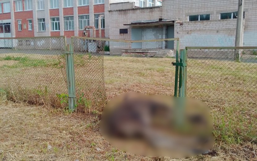 Погиб лось Тело погибшего лося нашли на территории школы № 85 в Ижевске. Причины гибели устанавливаются Фото: #Ижевск #Удмуртия