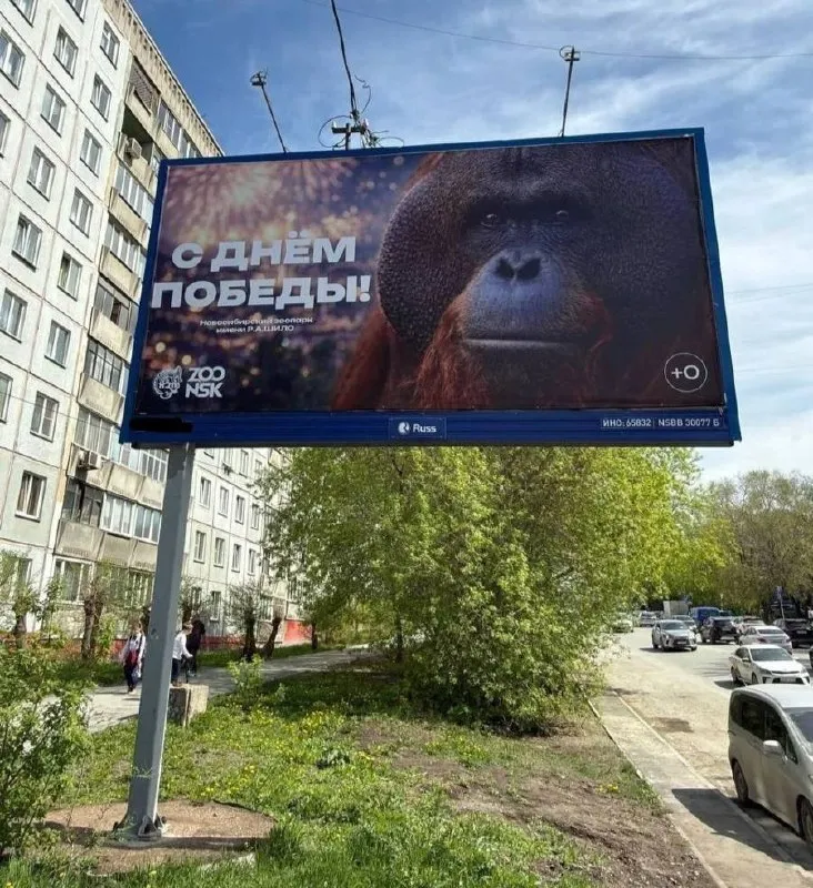 В Новосибирске прокуратура и Роскомнадзор проверяют баннеры к 9 Мая из за изображения орангутана Часть горожан в соцсетях сочла такое оформление неуместным В зоопарке удивились критике напомнив о взаимопомощи людей и животных в годы войны и добавили что на плакатах есть и другие звери Там недоумевают почему орангутан вызвал ажиотаж он по их мнению ничем не хуже медведя или льва veraafanasyeva