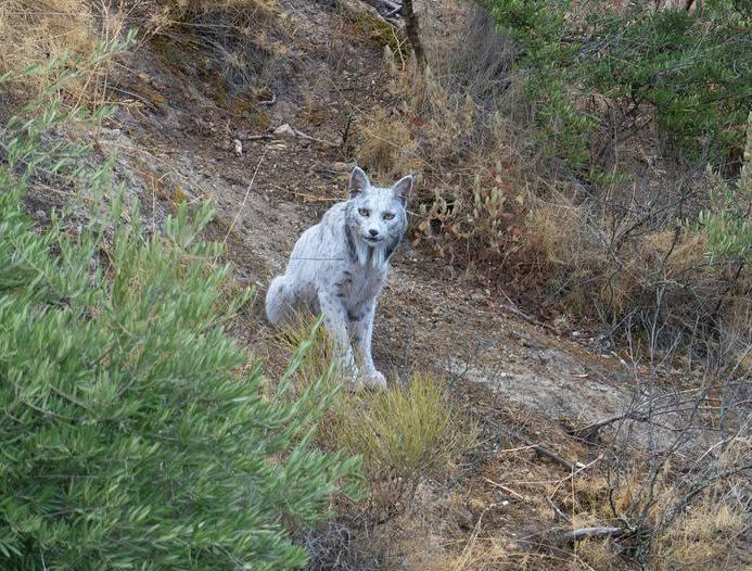 Чудо в объективе фотограф снял первую в истории призрачную рысь мутанта В испанской Андалусии запечатлели редчайшего зверя белую пиренейскую рысь Это не альбинос а носитель уникальной мутации под названием лейцизм его шерсть без пигмента но глаза обычные Получился этакий мохнатый призрак с хищным взглядом Правда с камуфляжем у охотницы проблемы белая шуба демаскирует Зато в интернете киса мгновенно стала звездой Пожелаем лесной красотке почаще позировать перед фотографами   Подпишитесь на Абзац TG VK Дзен MAX Rutube