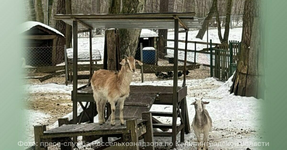 За козлов ответит владелец инспекторы нашли россыпь нарушений в Парке Янтарного периода Инспекторы Россельхознадзора проверили мини зоопарк в Светлогорске и выявили нарушения которые владелец должен устранить до 26 февраля 27 января 2026 года Управлением Россельхознадзора проведён инспекционный визит зоопарка ИП Зайцева С Е в городе Светлогорск В рамках визита установлено что животные обеспечены кормами и водой однако документы на корма овощи и фрукты отсутствуют помещения для хранения кормов не соответствуют требованиям рассказали в ведомстве Кроме этого отсутствуют ветеринарные и сопроводительные документы на животных и их перемещение вольеры где содержатся животные загрязнены нет специальной площадки для общения с контактными животными отсутствует защита от бесконтрольного кормления животных Согласно данным из открытых источников Зайцев С Е является директором Парка Янтарного периода