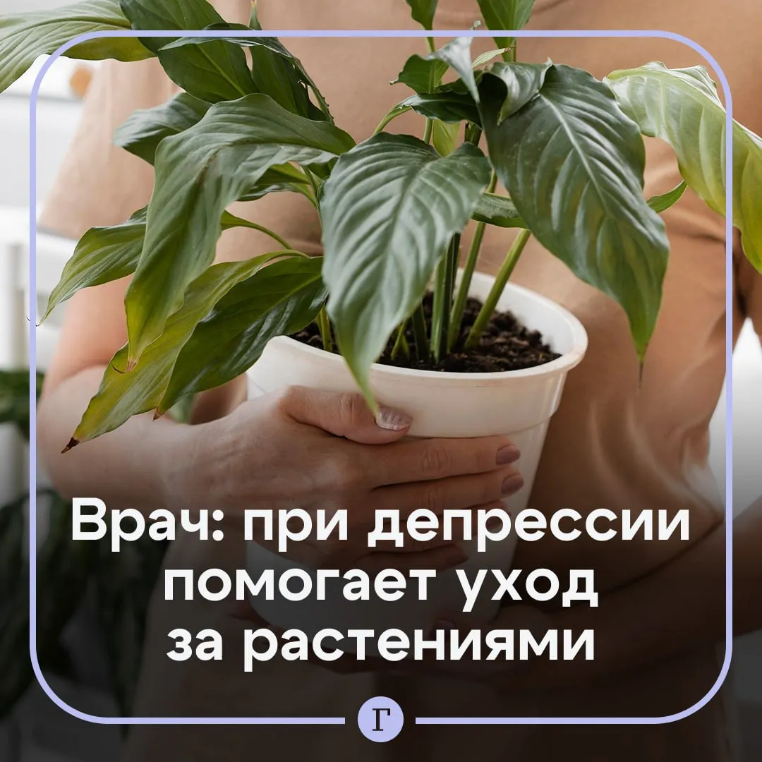 Врач назвала способ справиться с легкой формой депрессии Уход за растениями в целях отдыха и восстановления эмоционального состояния будет эффективен для людей с тревожностью хроническим стрессом и легкой формой депрессии рассказала Газете Ru медицинский психолог Центра ментального здоровья София Павлова При легкой апатии наблюдение за ростом и развитием растений может вернуть интерес к жизни и дать необходимое ощущение продуктивности Помимо этого уход за цветами поможет перезагрузить мозг после напряженного дня что очень важно людям которые занимаются активной умственной деятельностью и общением Она уточнила что для лечения депрессии также необходима профессионально подобранная терапия а перфекционистам такой метод расслабления и вовсе может не подойти Читайте Газету Ru в MAX