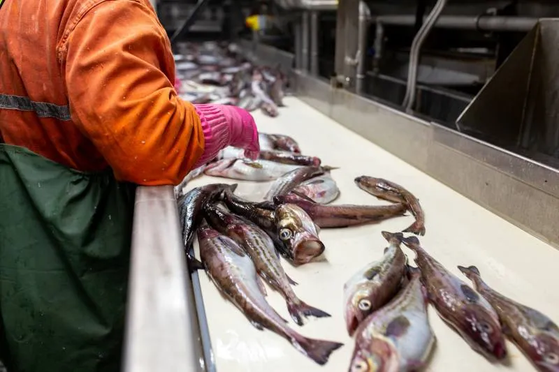 Рыбную продукцию в транспортной упаковке необходимо уберечь от маркировки  Маркировка замороженной рыбной продукции и полуфабрикатов в потребительской упаковке может стать обязательной с 1 февраля 2027 года Соответственно есть риск того что аналогичное требование в дальнейшем может быть распространено на аналогичную продукцию в транспортной упаковке АСРФ считает критически важным исключить данный риск поскольку такая продукция производится на судах рыбопромыслового флота где организовать нанесение средств идентификации фактически невозможно из за ограниченной возможности размещения дополнительного оборудования в производственных линиях судовых фабрик Другой важный фактор удаленность районов промысла и отсутствие устойчивой постоянной связи необходимой для взаимодействия с государственной информационной системой мониторинга АСРФ направила в Минсельхоз предложение закрепить в законе исключение требований о маркировке для продукции из водных биоресурсов поставляемой рыбопромысловыми компаниями в транспортной или промышленной упаковке до момента ее фасовки или переупаковки в потребительскую упаковку для реализации розничным покупателям Рыбная полка в Telegram в MAX