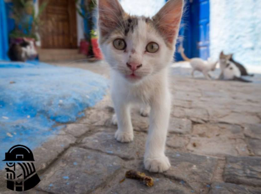 Кошки спасли Таиланд от кризиса в туризме На фоне спада в туристической отрасли в Таиланде мощным экономическим драйвером стал рынок товаров и услуг для владельцев кошек Его оборот достиг 367 млрд батов 884 млрд руб Эксперты связывают этот бум с урбанизацией кошки больше подходят для жизни в небольших квартирах Владельцы тратят на них в среднем 3 5 6 8 тыс батов от 8 до 16 тыс руб в месяц Государство официально закрепило этот тренд признав 5 аборигенных пород включая сиамскую национальным достоянием В то же время ключевая отрасль туризм в 2025 году сократилась на 7 2 При этом поток туристов из России наоборот достиг исторического рекорда почти 1 9 млн человек kvadratnymaster