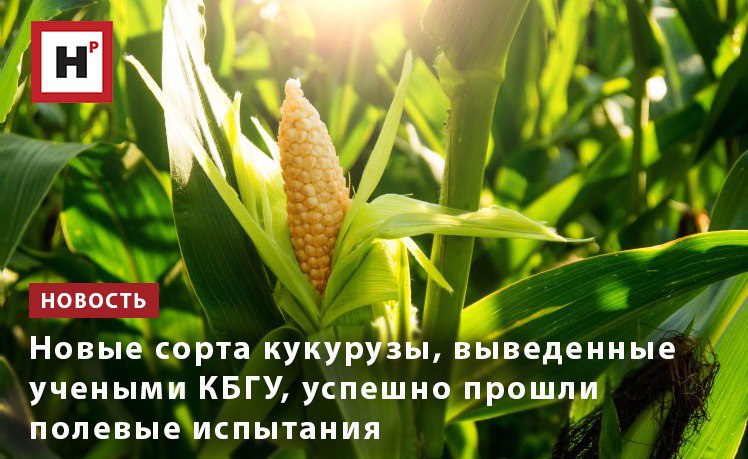 Новые сорта кукурузы выведенные учеными Кабардино Балкарского государственного университета им Х М Бербекова продемонстрировали высокую урожайность и устойчивость к погодным условиям По наблюдениям всхожесть экспериментальных сортов составила впечатляющие 95 В период засухи проводился полив что позволило растениям не только выжить но и активно развиваться Как отмечает заведующий кафедрой биологии геоэкологии и молекулярно генетических основ живых систем КБГУ Анзор Паритов особенно хорошо себя зарекомендовали гибриды белозерной кукурузы созданные на основе местных популяций Несмотря на экстремальные температуры они сформировали по два три початка что является отличным показателем К тому же как оказалось зерно белозерных гибридов отличается высоким содержанием крахмала Уже этой осенью селекционеры соберут первый урожай По предварительным оценкам он превысит средние показатели на 10 15 Фото ru 123rf com Подробнее на портале Научная Россия кукуруза селекция