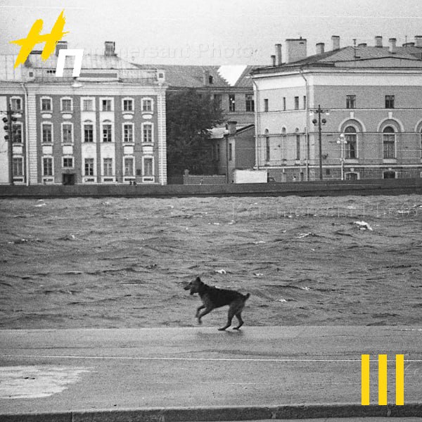 Ровно 70 лет назад в Ленинграде произошло самое крупное наводнение 15 октября 1955 года Ленинград пережил день который старожилы помнят до сих пор Разбушевавшаяся Нева поднялась на 293 см это было четвертое по силе наводнение за всю историю города с момента его основания Вода пришла внезапно как это часто бывало в истории Петербурга Ленинграда Затопленной оказалась Дворцовая площадь вода хлынула на Васильевский остров парализовав транспорт и затапливая первые этажи и подвалы домов Газеты того времени сообщали о стихии скупо но для горожан переживших блокаду это стало новым суровым испытанием свинцовая вода Балтики врывалась в их жизнь напоминая о вечном противостоянии города и стихии Из воспоминаний одной из жительниц Петербурга Бабушка жила на Каменноостровском 68 бывший инвалидный дом императора Павла I Я была у неё в гостях Ждали моих родителей Вдруг голоса шум беготня Бабушка вышла в коридор и увидала бегущих во двор соседей Ей сказали что это наводнение и вода быстро прибывает что надо оповестить знакомых и родных поделилась женщина С тех пор прошло 70 лет Сегодня Петербург надежно защищен от угрозы с моря Комплекс защитных сооружений который иногда называют дамба вот уже 14 лет служит щитом мегаполиса За это время он 38 раз предотвращал потенциальные наводнения доказав что у истории есть чему поучиться а у человека возможности с ней спорить Но нет предела совершенству особенно в условиях смены климата На защиту Петербурга от наводнений потратят 127 миллионов рублей Смольный ищет экспертов для актуализации Генеральной схемы берегозащиты города в части побережья Невской губы и Финского залива Согласно проекту результат исследований должен быть готов к середине ноября 2026 года Новый Петербург в МАХ