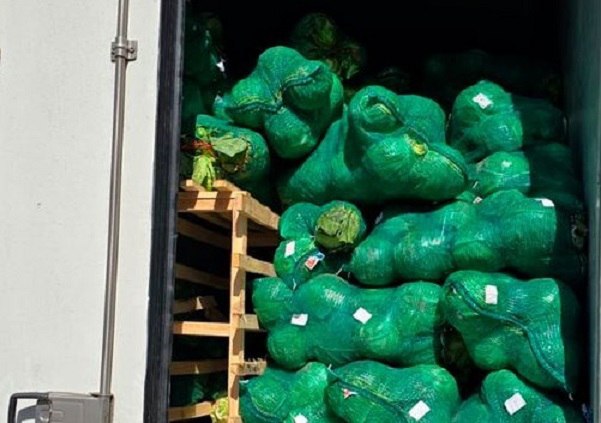 Специалисты Сибирского межрегионального управления Россельхознадзора 22 мая провели фитосанитарный контроль первых двух партий белокочанной капусты нового урожая общим объемом 44 тонны, ввезенных в Томскую область из Республики Казахстан. В первую очередь проверялись товаросопроводительные документы. Капуста относится к продукции высокого фитосанитарного риска, ввозить ее на территорию Российской Федерации можно только при наличии документа о фитосанитарном благополучии, выданного уполномоченным органом страны-импортера. Подробнее – на Бабре #томск