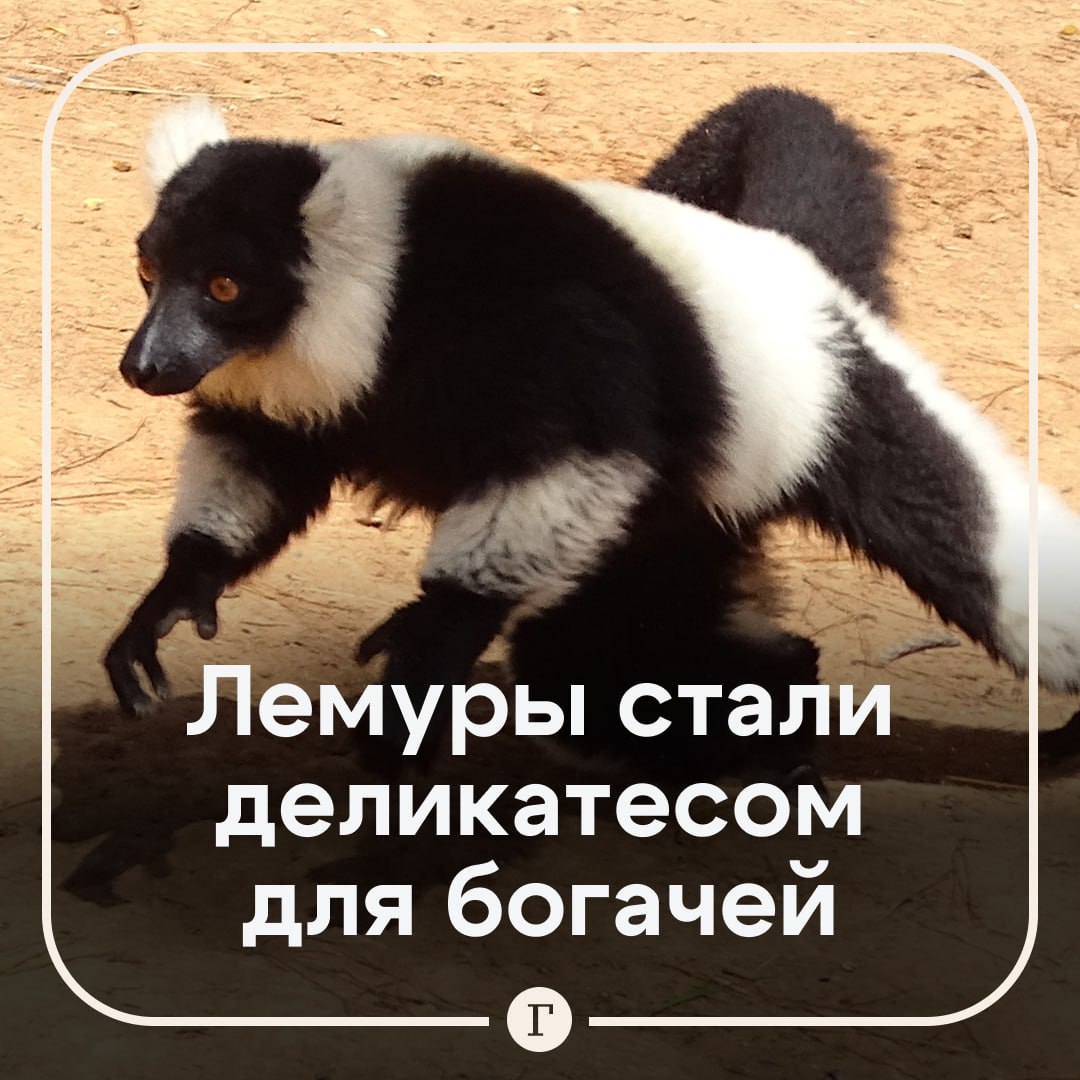 Лемуры под угрозой тысячи приматов стали деликатесом для богатых На своем родном Мадагаскаре эти животные находятся под угрозой исчезновения городские жители у которых есть лишние деньги распробовали мясо лемуров Местные богачи утверждают что они сладкие на вкус из за фруктов в рационе а еще их мясо якобы чистое и способствует укреплению здоровья The New York Times со ссылкой на исследование пишет что за последние четыре года более 10 тыс лемуров были проданы в качестве дорогостоящих блюд Я знал что на животных охотятся ради пропитания а иногда и для ресторанов но масштабы этого просто отвратительны сказал Рассел Миттермайер из международной природоохранной группы Re wild которая помогла финансировать исследование Мясо лемуров продают в три раза дороже говядины Блюдо из приматов среди богачей считается символом статуса При этом охота на лемуров в стране официально была запрещена более 60 лет назад Ученые бьют тревогу и требуют чтобы правоохранительные органы взялись за покупателей и продавцов лемурятины   Читайте Газету Ru в MAX Участвуйте в розыгрыше