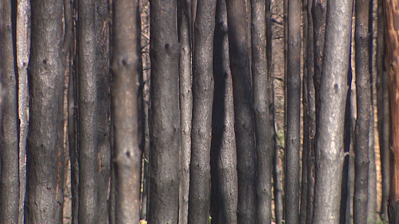 Волгоградская область получит деньги из федерального бюджета на обработку лесов в 2026 году Рослесхоз включил в реестр лесных участков на которых рекомендованы мероприятия по ликвидации очагов вредителей 14 субъектов В нашем регионе планируется обработать около 4 тысяч гектаров Площадь уточнят после повторной весенней оценки сообщил облкомприроды Работы запланированы на II и III кварталы как наземным так и авиационным способом Подписаться Перейти на сайт MAX