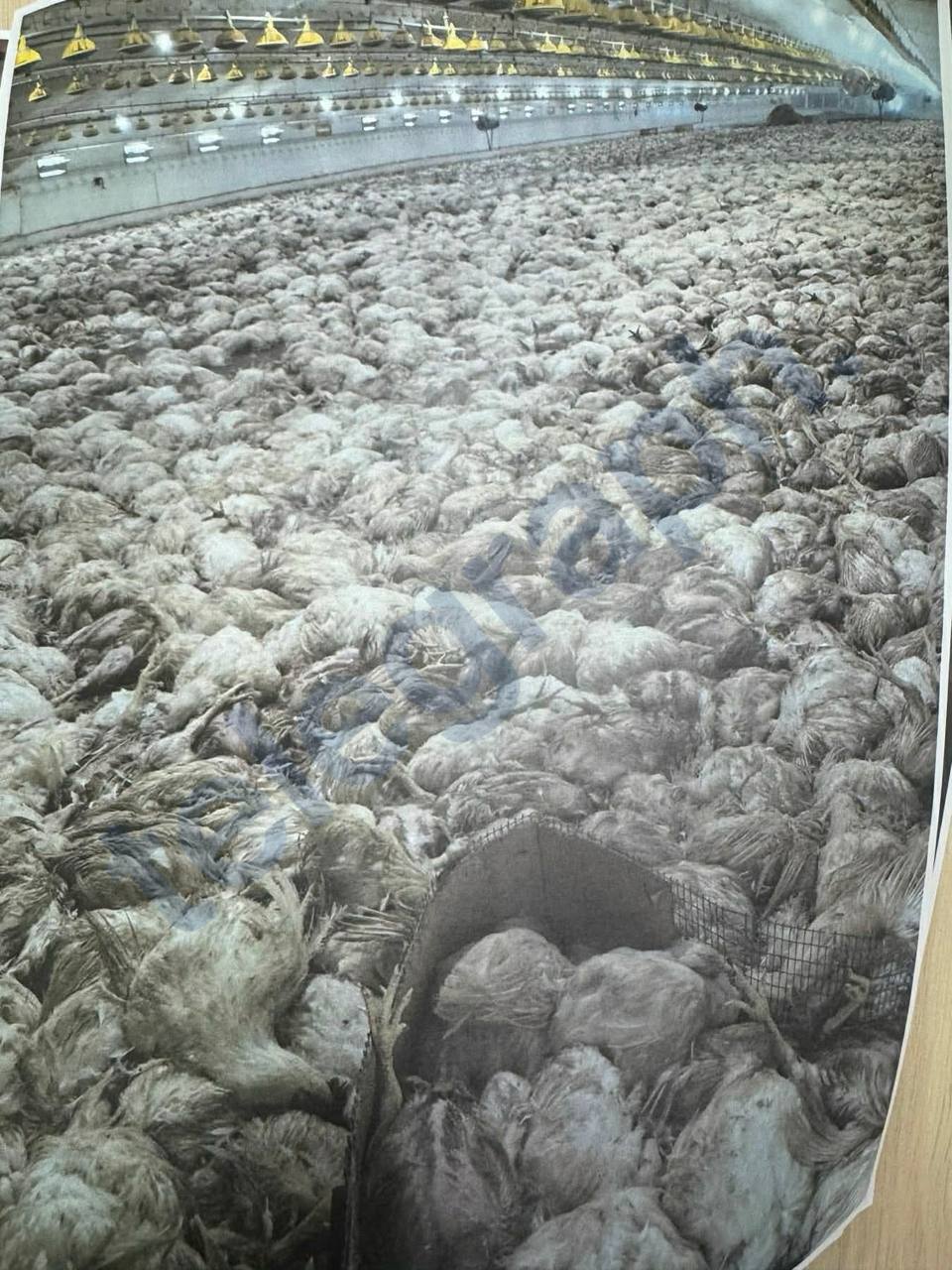 Жуткое фото Часть из уничтоженных в Молдове 110 тысяч кур Напомним в крови птиц из за корма нашли опасное вещество вызывающее у людей рак и бесплодие Корм был импортирован из Украины  Подпишись на ГРТ