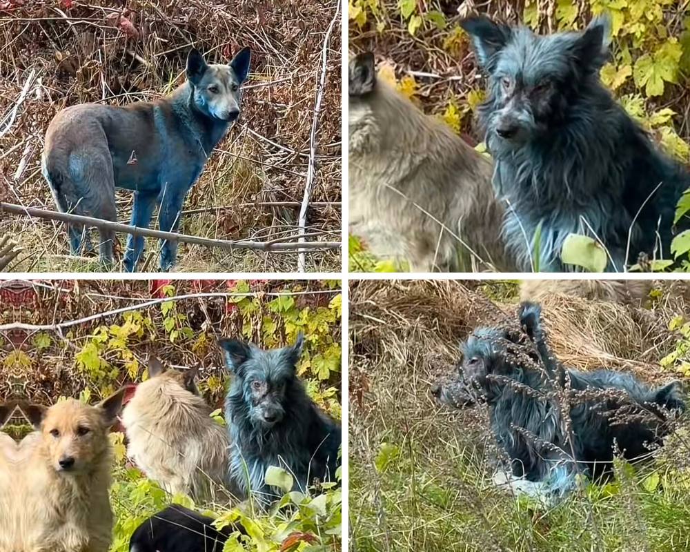 Собак с ярко синей шерстью заметили в зоне отчуждения Чернобыльской АЭС Об этом сообщили представители организации Dogs of Chernobyl которая ухаживает за животными в регионе По словам представителей группы эти собаки являются потомками домашних питомцев оставленных жителями во время эвакуации после аварии на АЭС в 1986 году Местные жители отметили что всего неделю назад шерсть животных была обычного цвета Мы пока не знаем причины изменения окраса и пытаемся поймать этих собак для дальнейших исследований заявил представитель Dogs of Chernobyl Он добавил что вероятно животные контактируют с каким то химическим веществом Несмотря на необычный цвет животные выглядят активными и здоровыми Ученые планируют изучить ДНК собак чтобы понять как они адаптируются к хроническим экологическим рискам в зоне отчуждения vetandlife Наши каналы