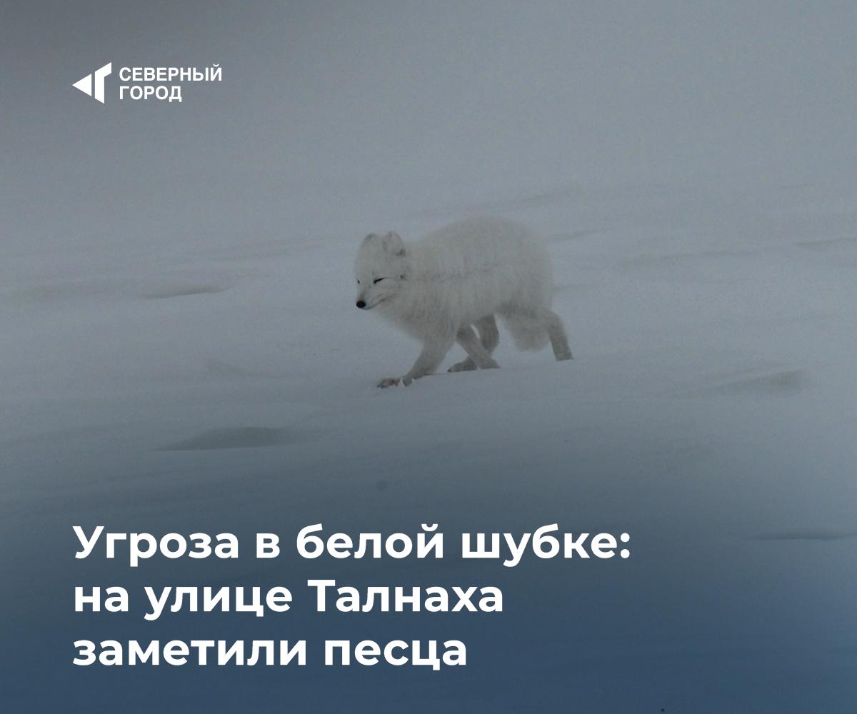 Угроза в белой шубке на улице Талнаха заметили песца В одном из районов Талнаха норильчане сняли на видео полярного песца Зверёк спокойно разгуливал по улице и что то ел Несмотря на безобидный вид специалисты напоминают это дикое животное и при встрече с ним важно соблюдать осторожность Мы сами создаём условия в которых городская среда становится для них желанной Диких животных привлекают места где можно найти лёгкое пропитание мусорки и свалки с пищевыми отходами рассказала норильчанка Ольга Александрова знаток животного мира Таймыра Она подчеркнула что приближаться к песцу нельзя Никаких действий предпринимать не надо не стоит ловить или кормить зверька Песцы и лисицы могут быть переносчиками бешенства поэтому контакт с ними крайне нежелателен добавила эксперт природа sgnorilsk Осторожно дикие соседи Милый вид может обмануть Подписаться на канал