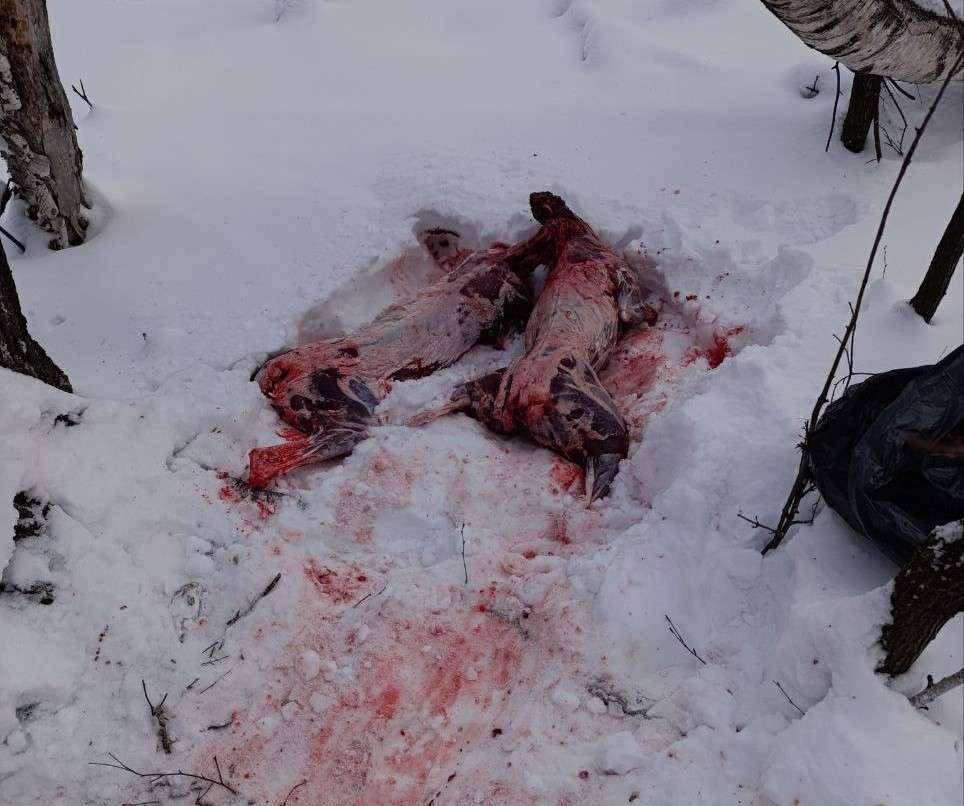 Шесть косуль в Бузулукском районе стали жертвами браконьеров Про Происшествия В Бузулукском районе зафиксирован случай браконьерства в лесополосе обнаружены шесть туш косуль О найденных животных сообщил главный охотовед района рассказали в пресс службе УМВД региона На место происшествия незамедлительно выехала следственно оперативная группа которая установила что косули были убиты в результате незаконной охоты По данному факту возбуждено уголовное дело В случае установления виновных им может грозить наказание в виде лишения свободы на срок от трех до пяти лет Сайт Telegram VK Max 16 oren4oren