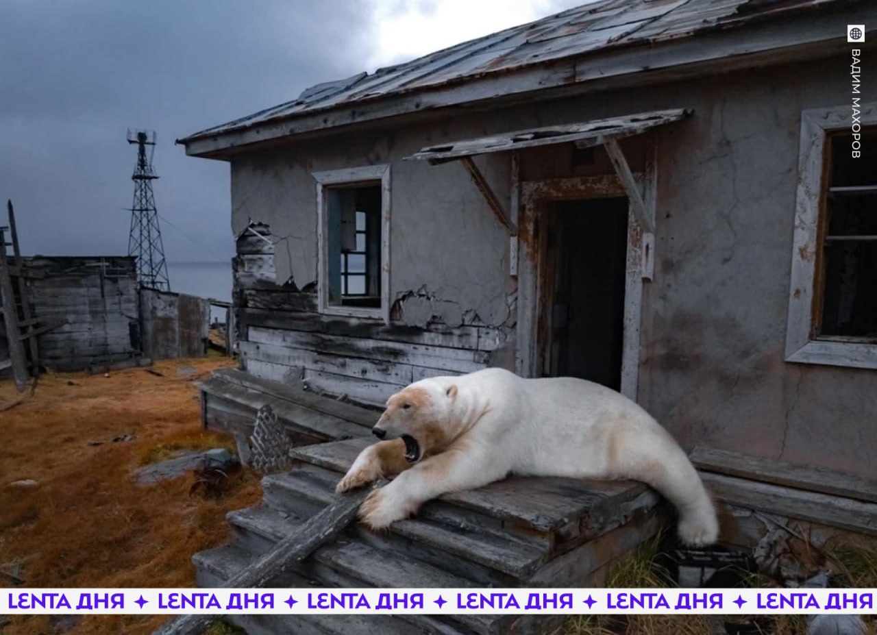 Кадр новосибирского фотографа вошёл в подборку The Guardian Снимок белого медведя сделанный Вадимом Махоровым признали одним из образов которые запомнились миру в 2025 году Фотография попала в специальную подборку как фото определившее 2025 год На фото белый медведь отдыхающий на веранде заброшенной научной станции на острове Колючин в Чукотском автономном округе Ставь   запоминающемуся кадру Подпишись на Ленту дня MAX ТГ