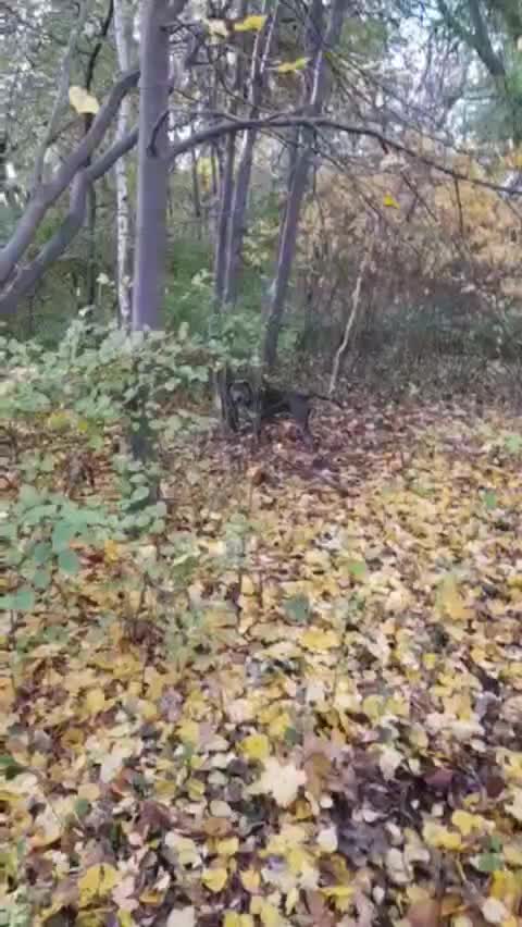 В Бресте зоозащитники спасли собаку, оставленную на цепи в лесу