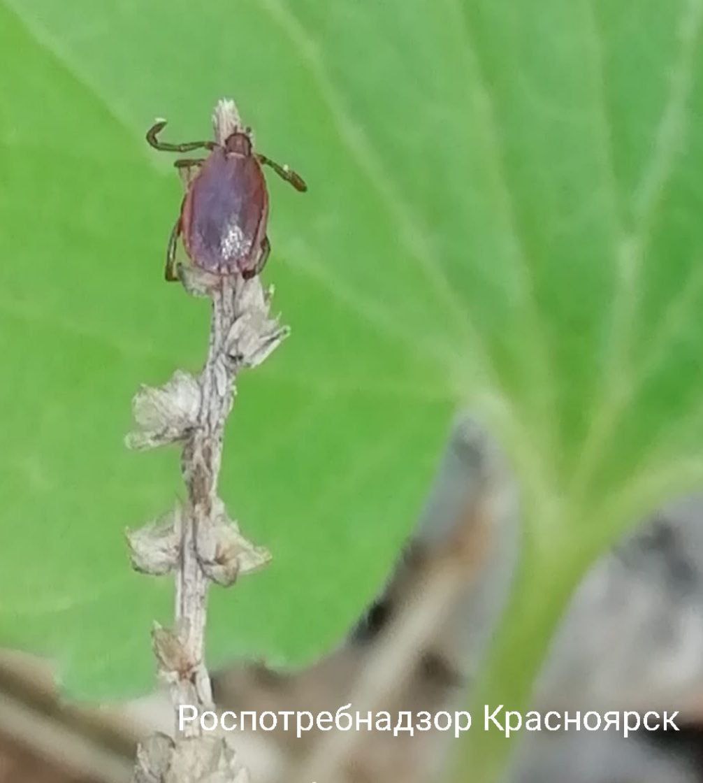 Лето к закату клещи в наступление Тёплая погода на прошедшей неделе спровоцировала увеличение числа пострадавших от встреч с клещами За прошедшие семь дней с жалобами на присасывание клещей в медицинские организации обратились 113 человек из них 30 детей Общее число пострадавших с начала сезона составило более 14 тысяч Пополнили ряды заболевших клещевыми инфекциями на минувшей неделе 15 человек в том числе 6 детей Поэтому ещё раз напомним о важности соблюдения мер профилактики Берегите себя и своих близких Роспотребнадзор Красноярск