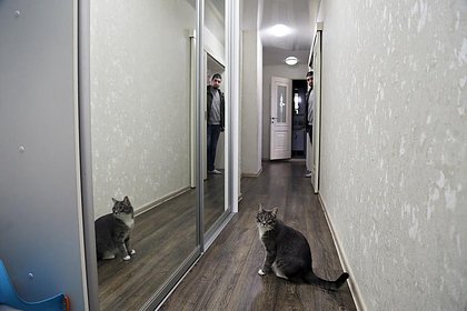 Назван приоритетный способ для кошек узнавать своих хозяев Специалисты Токийского сельскохозяйственного университета Япония выяснили, что домашние кошки чаще всего полагаются на запах, чтобы распознавать людей. Исследование опубликовано в журнале PLOS One. Ученые напомнили, что, согласно ранним исследованиям, лишь половина кошек способна распознавать людей по лицу. Они провели серию экспериментов, чтобы доказать важность запахов в жизни кошек и заметили, что животные очень эффективно отличают своих хозяев от чужих людей, полагаясь на обоняние. Специалисты разложили перед 30 кошками контейнеры с мазками пота хозяев и посторонних людей. Оказалось, что кошки быстро узнавали запах знакомого человека, но тратили время, чтобы обнюхать незнакомца. Результаты исследования показали, что животные могут обходиться без визуального контакта, а способ обнюхивания назвали приоритетным для животного в процессе узнавания людей.