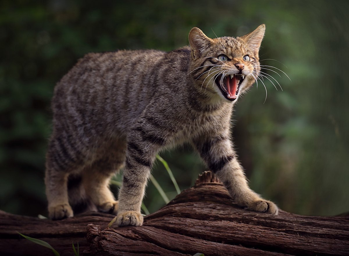 Новая Зеландия хочет убить всех диких кошек до 2050 года В стране обитает свыше 2 5 млн диких кошек которые могут достигать метра в длину и весить до 7 килограммов Такие хищники представляют серьезную угрозу для биоразнообразия Они уничтожают редкие виды животных в том числе птиц пукунуи и местные виды летучих мышей Власти страны называют диких кошек хладнокровными убийцами и сообщают что они будут включены в общенациональные программы уничтожения наряду с горностаями хорьками крысами и опоссумами Масштабную стратегию по ликвидации популяции опубликуют в марте 2026 года но уже сейчас в некоторых регионах диких кошек отлавливают и уничтожают По данным Департамента охраны природы 90 жителей высказались в пользу уничтожения диких кошек Популяцию диких животных надо сокращать Хорошо что мы не в Новой Зеландии Подписаться на truekpru Читать нас в MAX