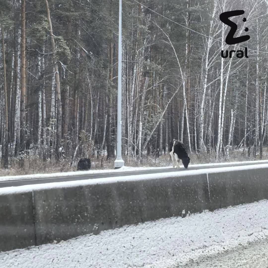 Кто виноват в авариях на свердловских и челябинских трассах? Правильно, коровы  По крайней мере, по версии управления дорог «Южный Урал». В ведомстве утверждают, что посыпали трассу М-5 специальным реагентом, но его тут же слизали животные  Фото: Ural Mash