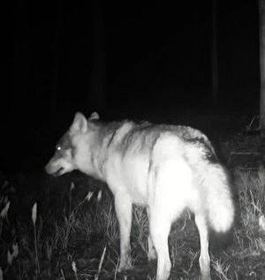 Волк вышел и пометил территорию в лесу Всеволожского района Ленобласти.  Волк попался в фото-ловушку, поставленную для наблюдения за лосями.