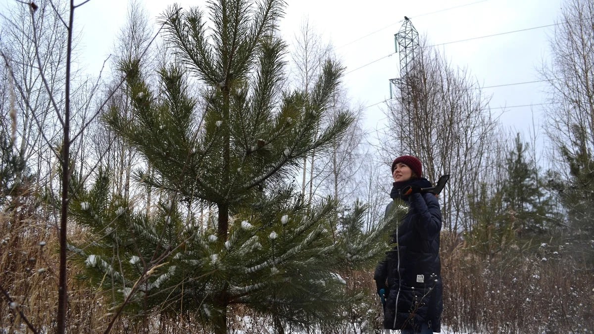 Живую новогоднюю елку можно купить в нижегородских лесничествах за 8 рублей, сообщили в минлесхозе региона.  Столько будет стоить дерево высотой до одного метра. Ель высотой до двух метров обойдется в 16 руб., до трех — в 21 руб., до четырех — в 33 руб.  Чтобы купить елку, нужно до 31 декабря обратиться в любое лесничество и заключить договор купли-продажи. Срубить дерево и привезти его домой нижегородцы должны будут самостоятельно.  Фото: Андрей Репин, Коммерсантъ    Подписывайтесь на «Ъ-Приволжье» Оставляйте «бусты»