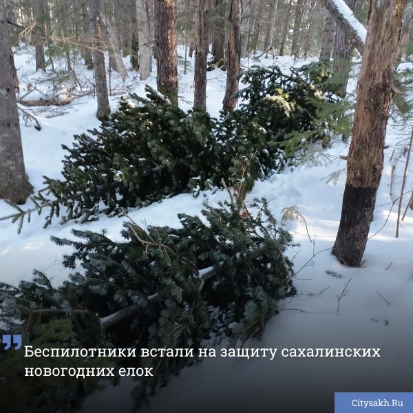 На Сахалине в преддверии Нового года началась традиционная операция под названием «Ель». В этом году охрана островных лесов от незаконной вырубки получила неожиданное подкрепление — в дело вступили беспилотники.