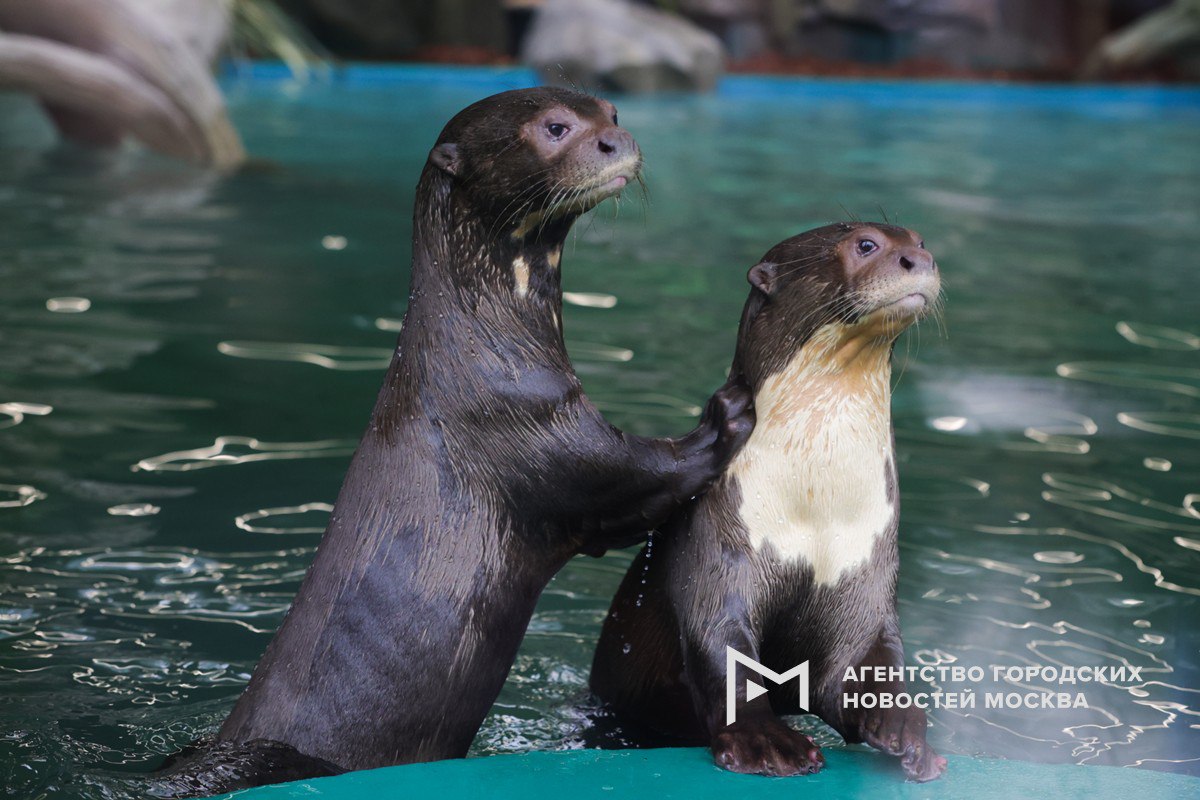 Сергей Собянин подвел итоги работы Московского зоопарка в 2025 году Так произошло много важных событий  в зоопарке появились на свет около 600 малышей  на Новой территории открылся просторный более 300 кв м вольер для гигантских выдр  в парке Сокольники заработал современный Центр восстановления и адаптации птиц Кроме того в зоопарке организовали специализированный отдел Спасение диких животных За полгода специалисты обработали свыше 1 5 тыс заявок и доставили в филиалы более 700 спасенных зверей Гостями зоопарка в 2025 году стали 3 2 млн человек а свыше 640 тыс наблюдали за животными онлайн Подпишись на Агентство Москва