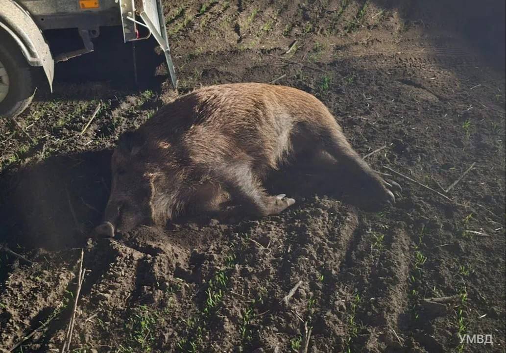 Дончанин получил уголовку за незаконную охоту в Семикаракорском районе Мужчина застрелил восемь диких кабанов ущерб как сообщили в полиции составил больше миллиона Разрешения у охотника конечно не было