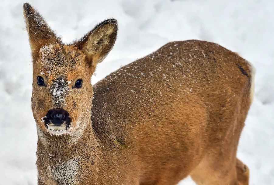 Сибирская косуля останется в Красной книге Томской области Решение приняла региональная комиссия по редким и находящимся под угрозой исчезновения видам животных На исключении вида из Красной книги настаивал областной департамент охотничьего и рыбного хозяйства Его специалисты указали на рост численности сибирской косули в последние годы и обозначили риск увеличения числа ДТП с участием косули При этом в комиссии отметили что прогнозируемое увеличение толщины снега может негативно сказаться на численности популяции Вид был внесен в Красную книгу Томской области в 2009 году Влад Некрасов Коммерсантъ  Подписывайтесь на Ъ Сибирь