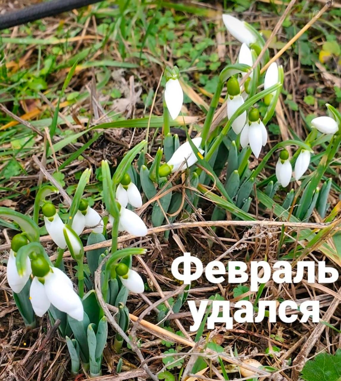 Фотофакт.   В Боровлянах заметили подснежники   В этом году зима не зима, а потому в феврале в Беларуси можно было уже заметить первоцветы. Казалось бы, вырос цветок, а что такого? Однако даже такие маленькие моменты заставляют улыбаться.   К примеру, 2 февраля жительница Боровлян Анна заметила около подъезда дома №15 по улице 40 Лет Победы подснежники.