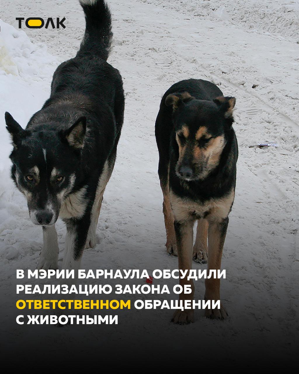 ТОЛК новости Барнаула Алтайского края и Республики Алтай В Барнауле усиливают работу с бездомными и домашними животными Меры обсудили в ходе совещания в администрации города В этом году было поймано 750 животных При этом специалисты отмечают рост количества хозяйских собак более 170 особей Информация о нарушениях направлена в управление ветеринарии Власти заключили двухлетний контракт на содержание животных и поиск им новых хозяев Пойманные собаки содержатся в приюте 250 дней и если хозяин не находится животное остается там постоянно Сейчас по контракту содержится более 90 собак что позволило сократить число жалоб на безнадзорных животных В приюте Ласка завершают установку 34 новых вольеров активно ведут стерилизацию и чипирование из 1316 собак осталось отметить около 20 Помимо отлова и содержания животных важно подробнее на канале ТОЛК новости Барнаула Алтайского края и Республики Алтай